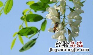 梦见摘槐花是什么意思 周公解梦梦见摘槐花是什么意思