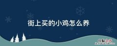 街上买的小鸡为什么容易死 街上买的小鸡怎么养