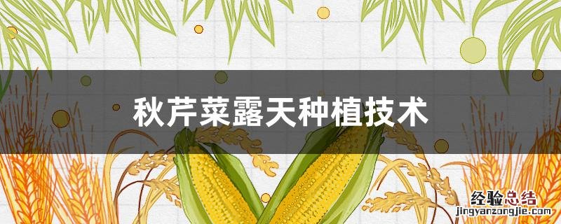 秋芹菜露天种植技术 秋芹菜露天种植技术与管理