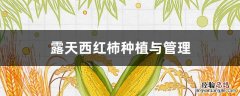 露天西红柿种植与管理方法 露天西红柿种植与管理