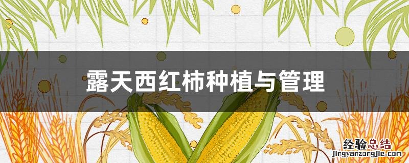 露天西红柿种植与管理方法 露天西红柿种植与管理