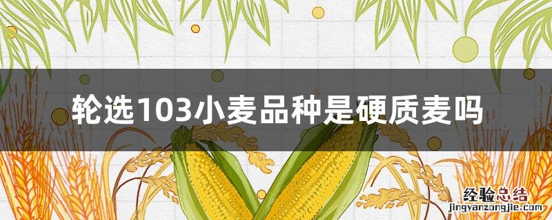 轮选103小麦品种介绍一下 轮选103小麦品种是硬质麦吗