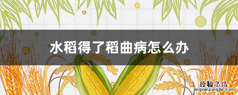 水稻得了稻曲病怎么办 得了稻曲病 如何 处理