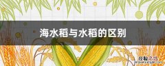 海水稻与水稻的区别 什么是海水稻?