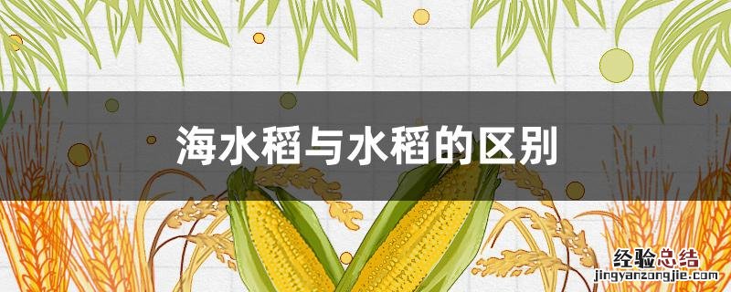 海水稻与水稻的区别 什么是海水稻?