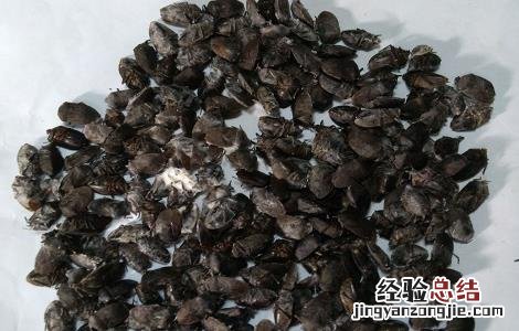 九香虫的功效与作用 九香虫的功效与作用图片