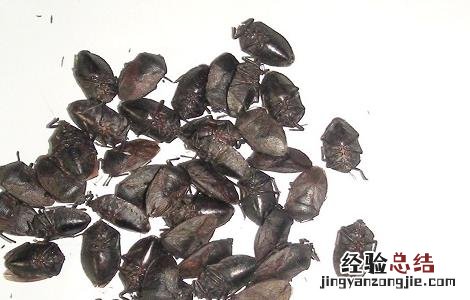 九香虫的功效与作用 九香虫的功效与作用图片