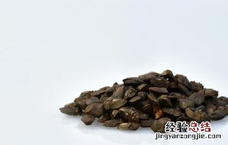 九香虫的功效与作用 九香虫的功效与作用图片