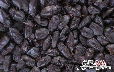 九香虫的功效与作用 九香虫的功效与作用图片