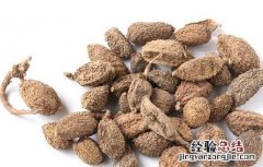 砂仁的功效与作用禁忌及食用方法 砂仁的功效