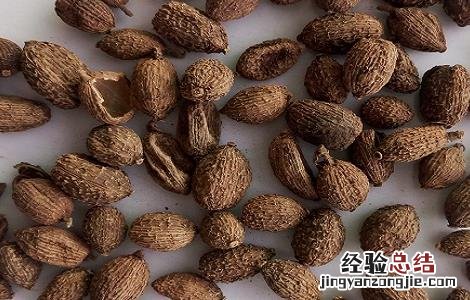 砂仁的功效与作用禁忌及食用方法 砂仁的功效