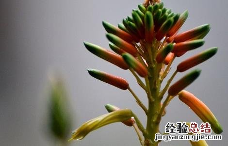 芦荟花的功效与禁忌以及使用方法 芦荟花功效与作用及禁忌的功效与作用