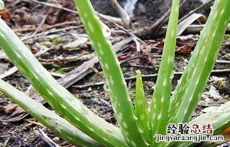 芦荟花的功效与禁忌以及使用方法 芦荟花功效与作用及禁忌的功效与作用