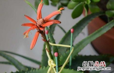 芦荟花的功效与禁忌以及使用方法 芦荟花功效与作用及禁忌的功效与作用