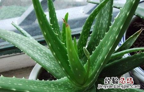 芦荟花的功效与禁忌以及使用方法 芦荟花功效与作用及禁忌的功效与作用