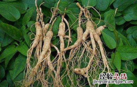 野山参的功效与禁忌 服用野山参的禁忌