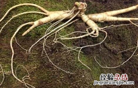 野山参的功效与禁忌 服用野山参的禁忌