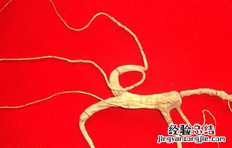 野山参的功效与禁忌 服用野山参的禁忌