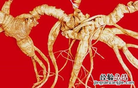 野山参的功效与禁忌 服用野山参的禁忌