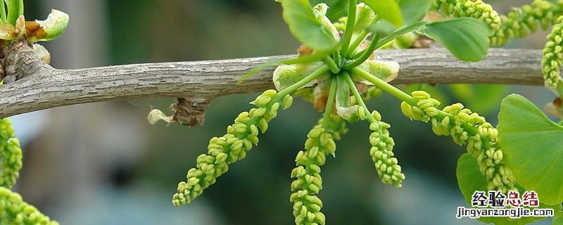 银杏树几月份开花 银杏树开在什么季节