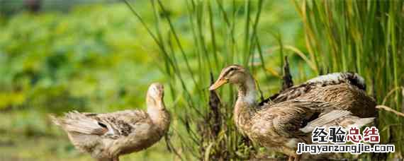 鸭子最简单的饲料配方 鸭子最简单的饲料配方家养