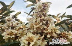 枇杷花的功效与作用以及注意事项 枇杷花的功效与作用以及注意事项图片