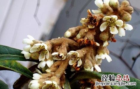 枇杷花的功效与作用以及注意事项 枇杷花的功效与作用以及注意事项图片