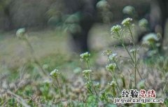荠菜花的功效与作用 荠菜花的功效与作用是什么