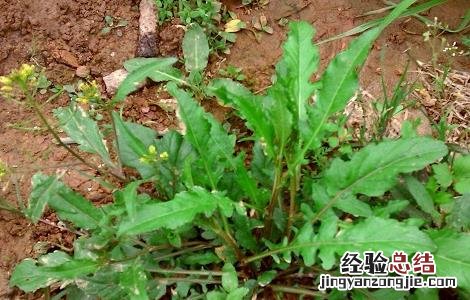 荠菜花的功效与作用 荠菜花的功效与作用是什么