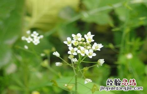 荠菜花的功效与作用 荠菜花的功效与作用是什么