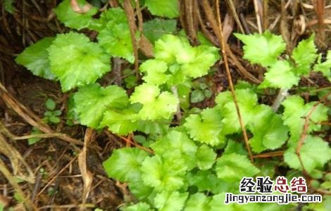 荠菜花的功效与作用 荠菜花的功效与作用是什么