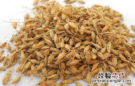 谷芽的功效与作用 麦芽谷芽的功效与作用
