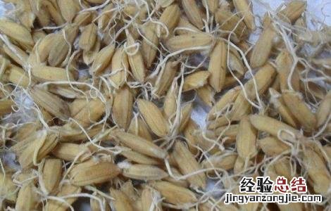 谷芽的功效与作用 麦芽谷芽的功效与作用