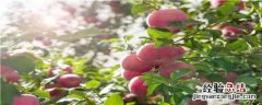 斗南苹果品种介绍 斗南苹果产地