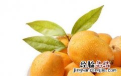 枇杷果是热性还是凉性 枇杷果是热性还是凉性水果