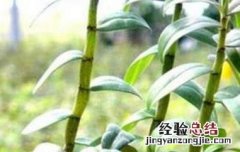石斛对男人的功效有哪些 石斛对男人的功效有哪些副作用