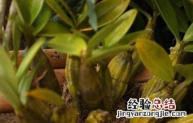 石斛对男人的功效有哪些 石斛对男人的功效有哪些副作用