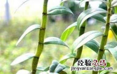 石斛对男人的功效有哪些 石斛对男人的功效有哪些副作用