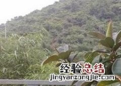 橡皮树的养殖方法和养殖技巧 橡皮树的养殖方法和注意事项详解