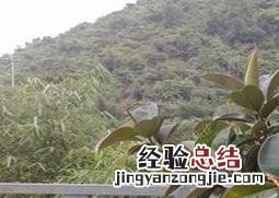 橡皮树的养殖方法和养殖技巧 橡皮树的养殖方法和注意事项详解