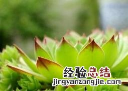 观音莲怎么养 多肉观音莲怎么养