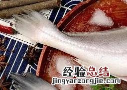 白果鱼属于什么鱼种 白果鱼属于什么鱼