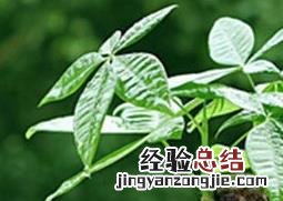 如何修剪发财树盆栽 如何修剪发财树