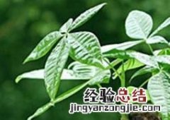 如何修剪发财树盆栽 如何修剪发财树