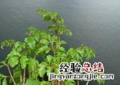 福禄桐烂根怎么处理 福禄桐烂根处理方法