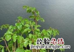 福禄桐烂根怎么处理 福禄桐烂根处理方法