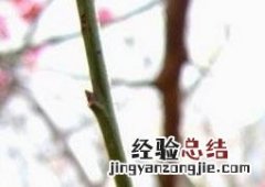 宫粉梅怎么养护 宫粉梅如何养殖