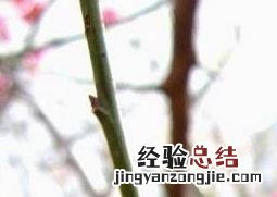 宫粉梅怎么养护 宫粉梅如何养殖