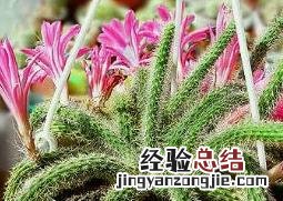鼠尾掌怎么养护和管理 鼠尾掌怎么养