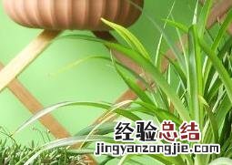 吊兰如何翻盆 吊兰怎么翻盆